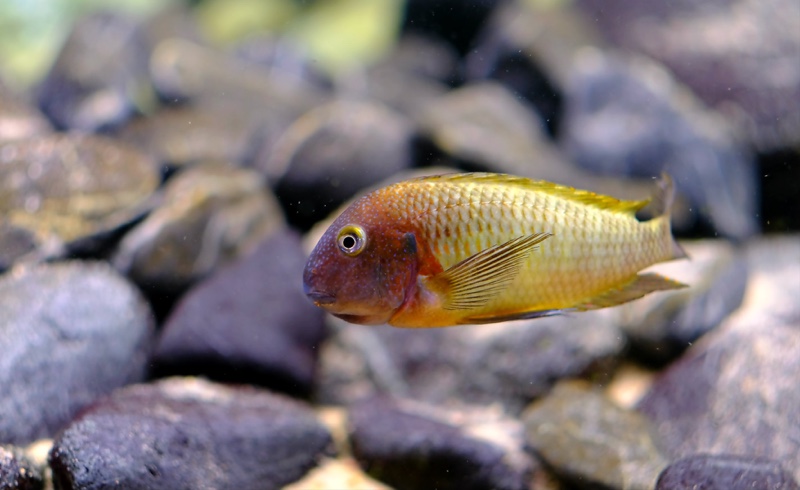 Tropheus moorii 'Cape Nangu'
